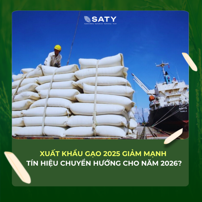 XUẤT KHẨU GẠO 2025 GIẢM MẠNH – TÍN HIỆU CHUYỂN HƯỚNG CHO NĂM 2026?